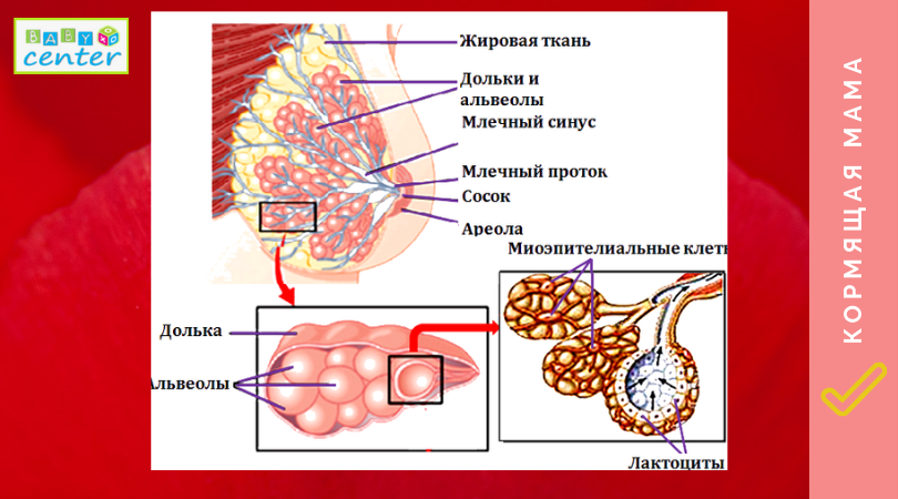 массаж_груди_для_лактации_3.png
